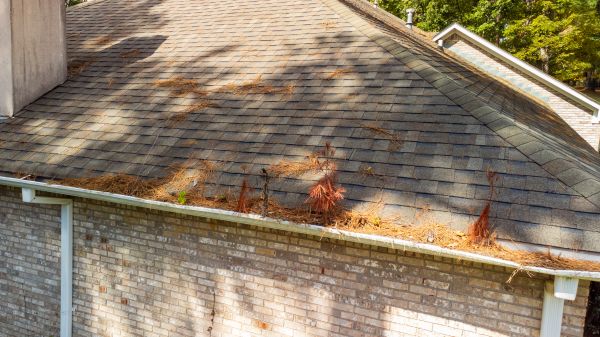Cost of Gutter Pine Needle Removal in Lutz