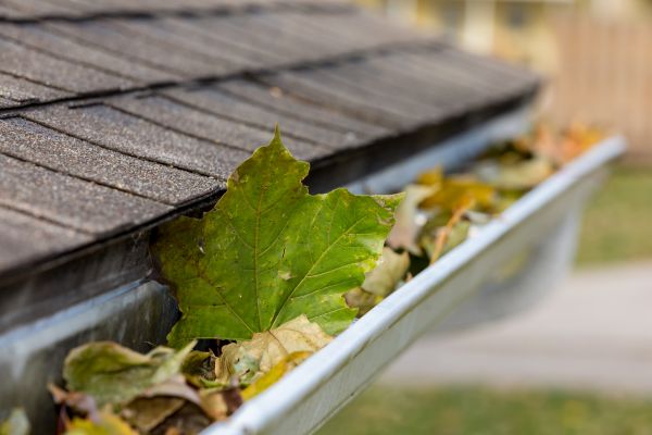 Cost of Gutter Leaves Removal in Lutz