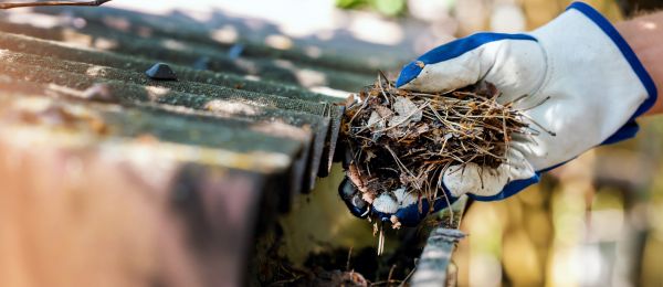 Cost of Pine Needle Gutter Cleaning in Lutz